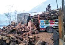 Chitral forest under threat: Soaring LPG prices force residents back to firewood