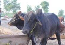 Sacrificial animals trade reach to climax on eve of Eidul Azha