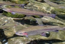 Cold streams, warm plates: Swat’s trout beckons winter foodies
