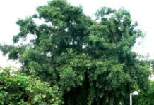 A life nearly lost to heatstroke: Experts say canopy trees could help save thousands more