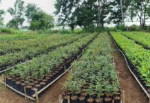 As spring afforestation takes root, plant sellers of KP see new economic hope