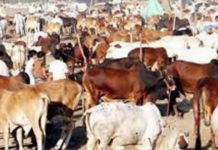 Livestock prices soar in KP as Eidul Azha nears