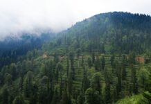 Greening Pakistan: A national call for mitigating climate change through monsoon afforestation