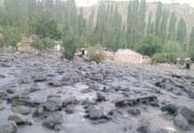 IWT violations put 20 common tree species under heightening threat of extinction in AJK, KP