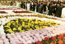 Winter blooms brighten Peshawar as Gul-e-Dawoodi revives floral heritage