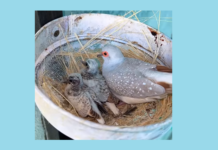 Wildlife Deptt issues regulations regarding hunting of Russian doves in KP