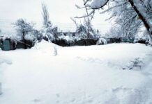 Snowfall breathes new life into glaciers: Afforestation seen as key to extending winter lifeline